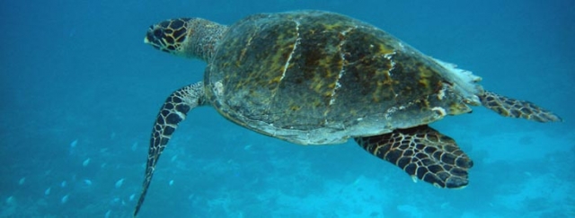  Encuentros únicos bajo el agua 